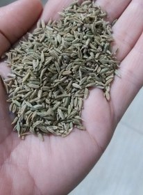 تصویر زیره سبز مناسب کشت 