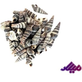 تصویر صدف کد 1170038 