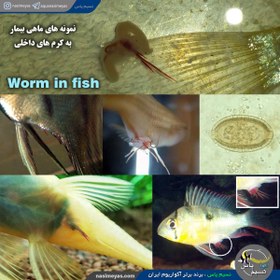 تصویر ضد کرم داخلی آبزیان وارمر دیسکس ایکس فارم Discus X Farm Wormer X