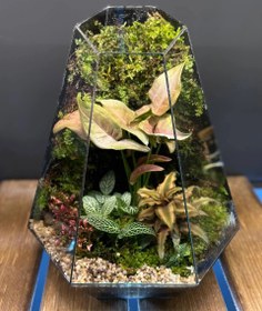 تصویر تراریوم ۸ ضلعی Terrarium