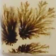 تصویر سنگ شجر کد 2326 