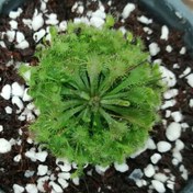 تصویر گیاه گوشتخوار دروزرا 