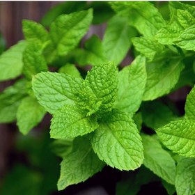 تصویر بذر پونه پنی رویال 30 عددی 