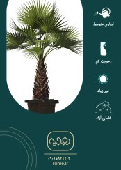 تصویر پالم واشنگتن - گـلـفـروشی آنـلایـن روحـیـه 