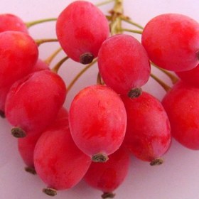 تصویر زرشک فریز 800گرم 