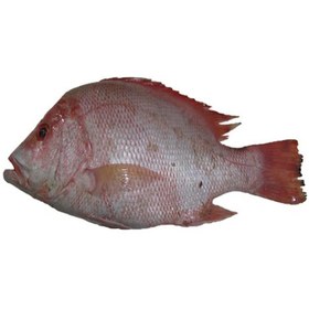 تصویر ماهی سرخو فله 