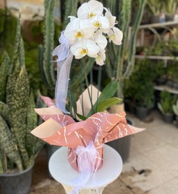 تصویر گلدان ارکیده سفید فلوبار White orchid pot Flowbar