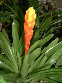 تصویر گل ورزیا 