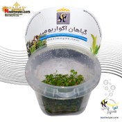 تصویر گیاه هیدروکوتیل تریپارتیتا آکواریوم پلنت کد 642 Aquarium Plant hydrocotyle tripartita