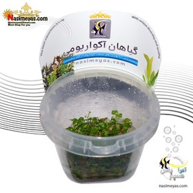 تصویر گیاه هیدروکوتیل تریپارتیتا آکواریوم پلنت کد 642 Aquarium Plant hydrocotyle tripartita