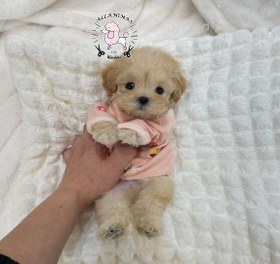 تصویر سگ مالتیز عروسکی 