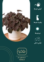 تصویر پیرومیا چروک - گـلـفـروشی آنـلایـن روحـیـه 