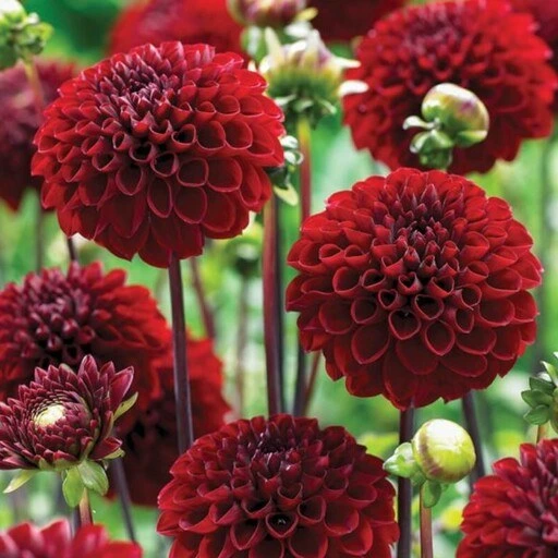 خرید و قیمت پیاز یا غده گل کوکب قرمز (یک عدد ) | ترب