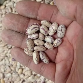 تصویر لوبیا چیتی 