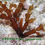 تصویر گراسیلاریا سالیکورنیا ( Gracilaria salicornia ABDFM1323 ) 