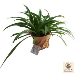 تصویر گیاه طبیعی گندمی ناردونه کد S - M02 | کد: ZNB-4ME 