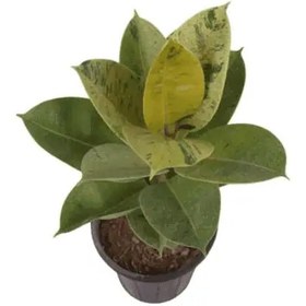 تصویر فیکوس ببری سطل 4 