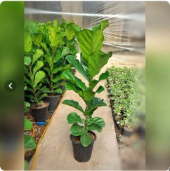 تصویر کود مخصوص گل فیکوس لیراتا ۱۲۰سی سی 