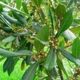 تصویر بذر برگ بو 5 عددی 