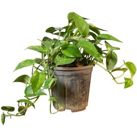 تصویر گیاه طبیعی پتوس ابلق مدل 01 