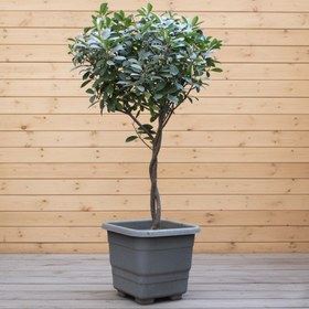 تصویر فوتونیا پایه دار 