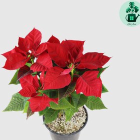 تصویر بنت قنسول 