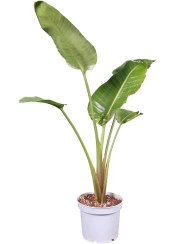 تصویر نخل استرلیتزیا نیکولای 