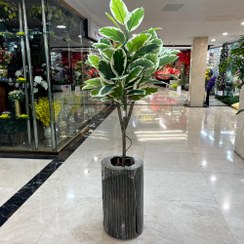 تصویر درختچه فیکوس ابلق مصنوعی 
