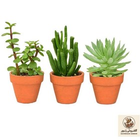 تصویر گیاه طبیعی کاکتوس ساکولنت مدل S6-3 مجموعه 3 عددی | کد: ZNB-3U5 