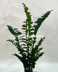 تصویر درختچه زاموفیلیا 