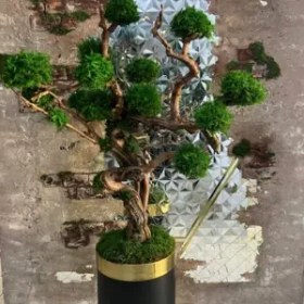 تصویر درخت جاویدان (1) 