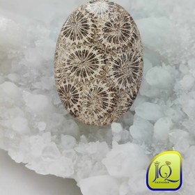 تصویر فسیل مرجان اندونزی 