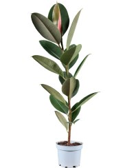 تصویر فیکوس سبز 