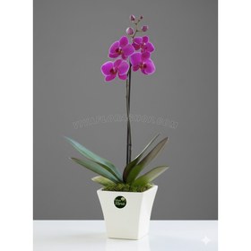 تصویر گلدان ارکیده مینیاتوری تک شاخه بنفش 