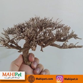 تصویر درختچه چوبی تزئینی آکواریوم کوچک 