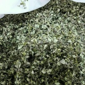 تصویر گیاه کاکوتی (کهلیک اوتی) Ziziphora clinopodioides