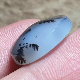 تصویر شجر قائن 