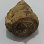 تصویر فسیل یا سنگواره 