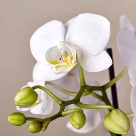 تصویر ارکیده سفید لاکچری 