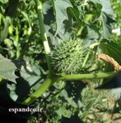 تصویر بذر داتوره سیاه، تاتوره Datura stramonium 