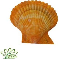 تصویر صدف دریایی کد ۰۷۴۳ 