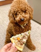 تصویر پیتزا مخصوص پت سایز ۲۵ سانتی متر 