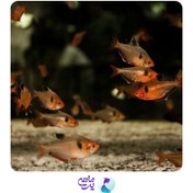 تصویر پک ماهی تترا جواهر 1 تا 2 سانتی متر (10 عددی) 