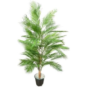 تصویر نخل اریکا مصنوعی 