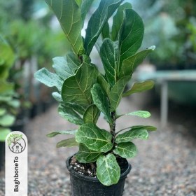 تصویر فیکوس لیراتا 3 بوته 