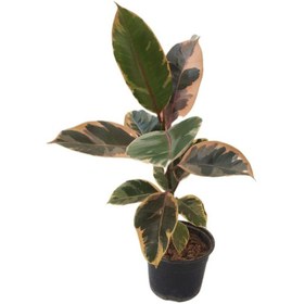 تصویر گیاه طبیعی فیکوس مدل 014 