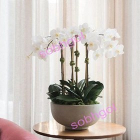 تصویر گل ارکیده 4 شاخه ORK13 