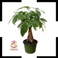 تصویر گیاه پاچیرا (درخت پول) | نماد ثروت و شانس در خانه شما Money Tree