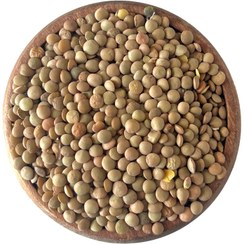 تصویر عدس درشت روسی کد 10220099 