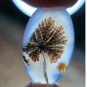 تصویر شجر قائن قواره دار سوزنی 